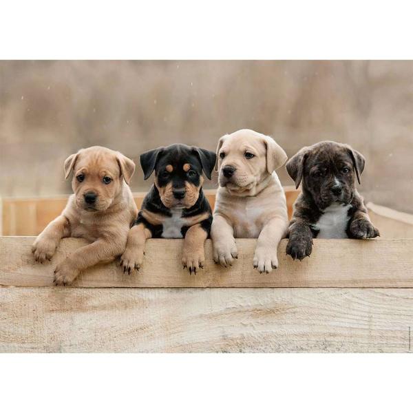 Puzzle 1000 pièces - Les American Staffordshire Terriers